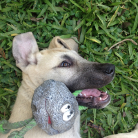 Photo de profil de Hulk