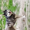 Photo de Jalinska, Husky Sibérien