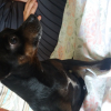 Photo de Gune, Pinscher Nain