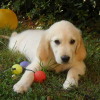 Photo de Hannah , Golden Retriever