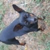 Photo de Bambou, Pinscher Nain