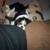 Photo de Lilo, Cavalier King Charles Spaniel