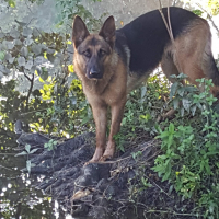 Photo de profil de nanook