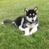 Photo de Ouchka, Malamute de l'Alaska