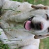 Photo de Fidji, Labrador Retriever