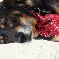 Photo de profil de Gipsy