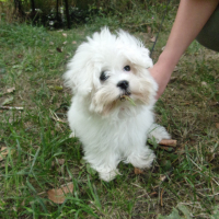 Photo de profil de Maoi