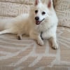 Photo de Ika, Spitz Japonais