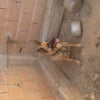 Photo de bianca, Berger Allemand