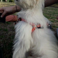 Photo de profil de Ming 