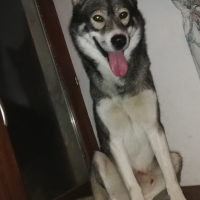 Photo de profil de Spiky 
