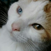 Photo de Griffon