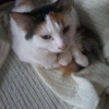 Photo de Minouche