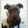 Photo de BONNIE, Cane Corso