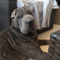 Photo de profil de LEELOO