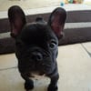 Photo de titi