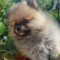 Photo de profil de Olaf