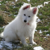 Photo de manhattan, Berger Blanc Suisse