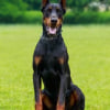 Photo de Cacao, Dobermann