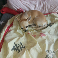 Photo de profil de zorra