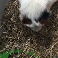 Photo de profil de Caramel 