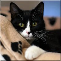 Photo de profil de Chat malo