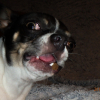 Photo de Nesquick, Chihuahua