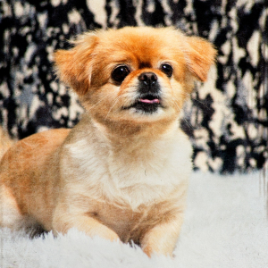 Photo de profil de Charlie