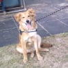 Photo de LUCKY, Berger de l'Atlas