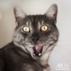 Photo de Maximus