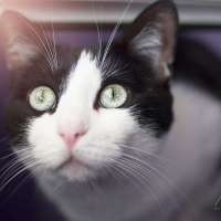 Photo de profil de Kaya