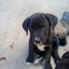 Photo de dora