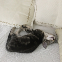 Photo de profil de PADMÉ