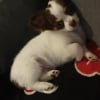 Photo de Pixie