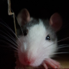 Photo de Kara