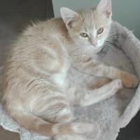 Photo de profil de PEPITE 