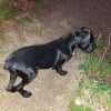 Photo de s'drago descendent d'ares