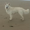 Photo de Lasko, Berger Blanc Suisse