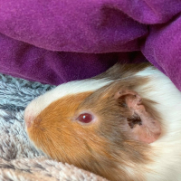 Photo de profil de Pan-Pan