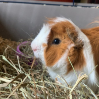 Photo de profil de Peppy