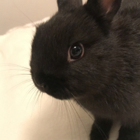 Photo de profil de Tchoupie