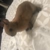Photo de Cookie