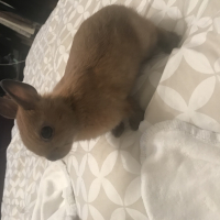 Photo de profil de Cookie