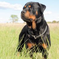 Photo de profil de Bella