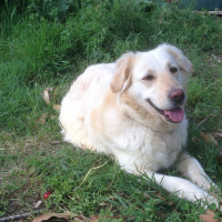 Photo de profil de Laïka