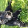 Photo de Falco, Affenpinscher