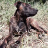 Photo de Elvi, Staffordshire Bull Terrier