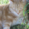 Photo de Caramel
