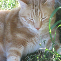 Photo de profil de Caramel