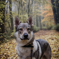 Photo de profil de Otone